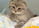 Jules - Scottish Fold Kitten For Sale - 