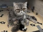 Sophia's Kittens - Exotic Kitten For Sale - Mount Marion&comma; NY&comma; US