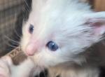 Snow - Maine Coon Kitten For Sale - Brooklyn&comma; NY&comma; US