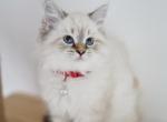 Giovanna - Siberian Kitten For Sale - Brookville&comma; OH&comma; US