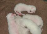 Flame point - Domestic Kitten For Sale - Glassboro&comma; NJ&comma; US