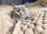 Tinny - British Shorthair Kitten For Sale - Woodland Park&comma; CO&comma; US