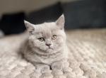 Lola - British Shorthair Kitten For Sale - Woodland Park&comma; CO&comma; US