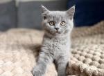 May - British Shorthair Kitten For Sale - Woodland Park&comma; CO&comma; US