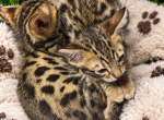 Bengals snow - Bengal Kitten For Sale/Service - Melbourne&comma; FL&comma; US