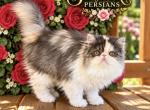 Cakey cat - Persian Kitten For Sale - 