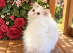 Bitsy - Persian Kitten For Sale - Lakeland&comma; FL&comma; US