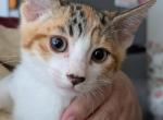 Muscle Cat & Calico - Domestic Kitten For Adoption - Benicia&comma; CA&comma; US