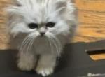 Marco Persian - Persian Kitten For Sale - Roanoke&comma; VA&comma; US