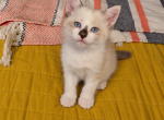 Snowshoe siamese kitten - Snowshoe Kitten For Sale - Alafaya&comma; FL&comma; US