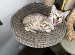 Poppy aka Moya - Bengal Kitten For Sale - 