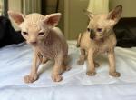 Sphynx Kittens in Miami - Sphynx Kitten For Sale - Miami&comma; FL&comma; US