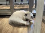 Stephan - Ragdoll Kitten For Sale - 