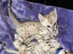 Crichton Black Collar - Bengal Kitten For Sale - 