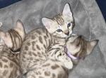 Talyn Blue Collar - Bengal Kitten For Sale - 