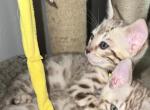Zhann Yellow Collar - Bengal Kitten For Sale - Oklahoma City&comma; OK&comma; US