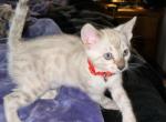 Chiana Red Collar - Bengal Kitten For Sale - Oklahoma City&comma; OK&comma; US