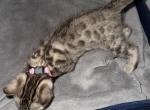 Sikozu Pink Collar - Bengal Kitten For Sale - Oklahoma City&comma; OK&comma; US
