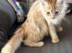 Mushu - Maine Coon Kitten For Sale - Chouteau&comma; OK&comma; US