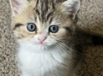 Tiger - Persian Kitten For Sale - 