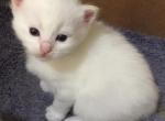 Coty - Ragdoll Kitten For Sale - Howell&comma; MI&comma; US