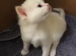 Calvin - Ragdoll Kitten For Sale - Howell&comma; MI&comma; US