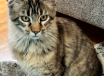 Gerda - Maine Coon Kitten For Sale - 