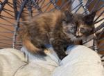 Emma - Maine Coon Kitten For Sale - Wilmington&comma; DE&comma; US