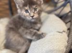 Ira - Maine Coon Kitten For Sale - Wilmington&comma; DE&comma; US