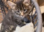 Phill - Maine Coon Kitten For Sale - Wilmington&comma; DE&comma; US