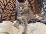 Kevin - Maine Coon Kitten For Sale - Wilmington&comma; DE&comma; US