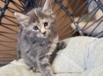 Lea - Maine Coon Kitten For Sale - Wilmington&comma; DE&comma; US