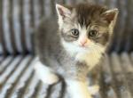 Josephine - British Shorthair Kitten For Sale - Richland&comma; WA&comma; US