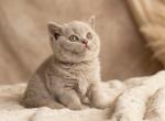 Duke Blue Note Litter - British Shorthair Kitten For Sale - IL&comma; US