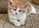 George - Persian Kitten For Sale - 