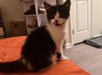 Spark - Persian Kitten For Sale - 
