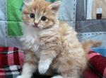 Ginger tabby - Maine Coon Kitten For Adoption - Auburn&comma; WA&comma; US