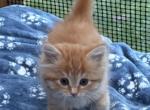 Ginger tabby - Maine Coon Kitten For Adoption - Auburn&comma; WA&comma; US
