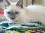 Annabelle & Kian - Balinese Kitten For Sale - Claremont&comma; CA&comma; US