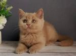 Feya - British Shorthair Kitten For Sale - New York&comma; NY&comma; US
