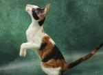 Ulrica - Oriental Kitten For Sale - New York&comma; NY&comma; US