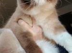 Esh young adult - Exotic Cat For Sale - Woodburn&comma; IN&comma; US