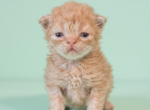 Tica curly haired selkirk Rex - Selkirk Rex Kitten For Sale - Woodburn&comma; IN&comma; US