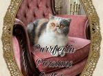 Cfa dilute calico esh female adult - Exotic Cat For Sale - Woodburn&comma; IN&comma; US