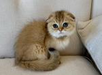 Scottish Fold Golden Young Male - Scottish Fold Kitten For Sale - Orlando&comma; FL&comma; US
