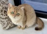 British Shorthair Golden Female Retired - British Shorthair Cat For Sale - Orlando&comma; FL&comma; US