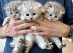 Scottish Silver & Grey Kittens - Scottish Fold Kitten For Sale - Orlando&comma; FL&comma; US