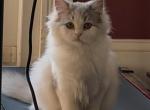 Leo - Persian Kitten For Sale - Philadelphia&comma; PA&comma; US