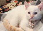 Pearl - Siamese Kitten For Sale - 