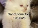 September Litters - Ragdoll Kitten For Sale - Sandstone&comma; WV&comma; US